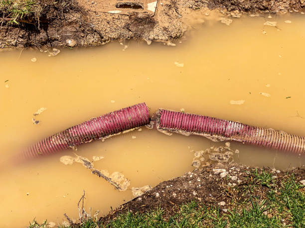 Best Carpet water damage restoration  in Madison, SD